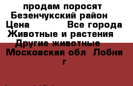 продам поросят .Безенчукский район  › Цена ­ 2 500 - Все города Животные и растения » Другие животные   . Московская обл.,Лобня г.